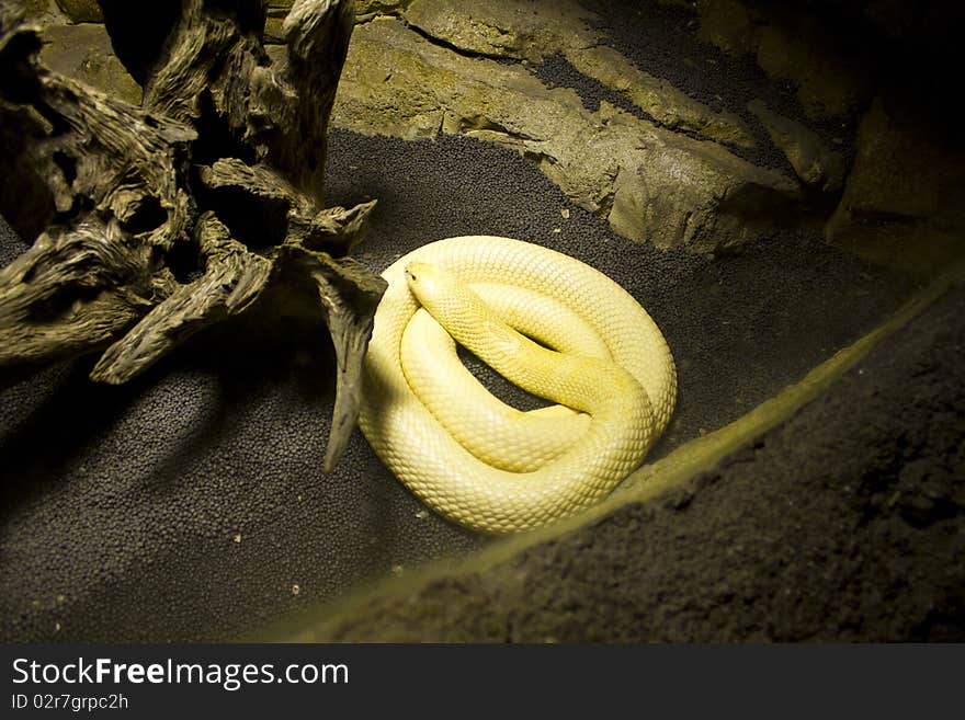 Albino Monocle Cobra