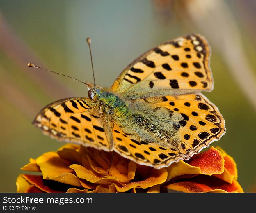 A beautiful Butterfly (Spanish queen) sitting on a purple flower