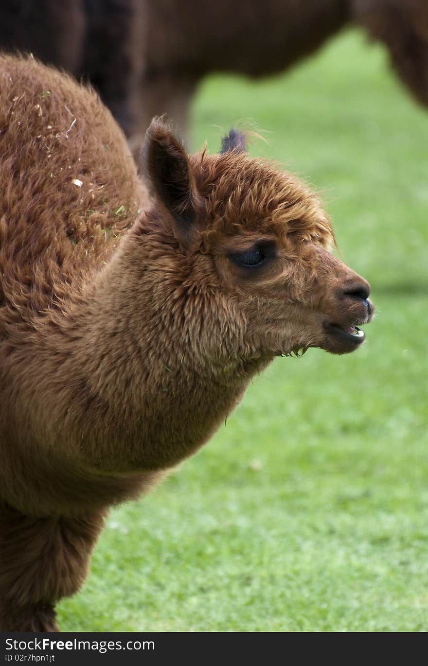 Alpaca Face