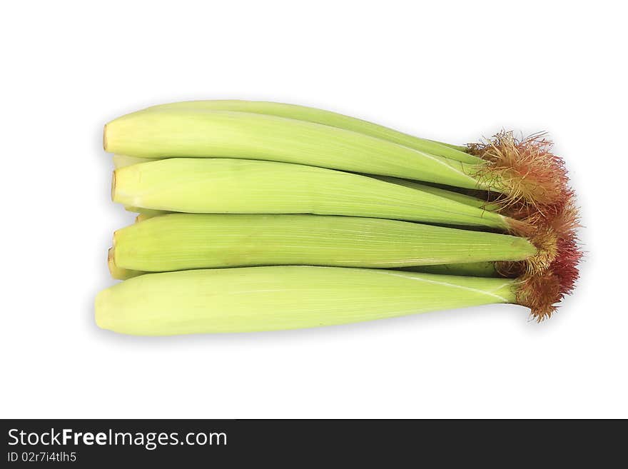 Baby corn   isolated