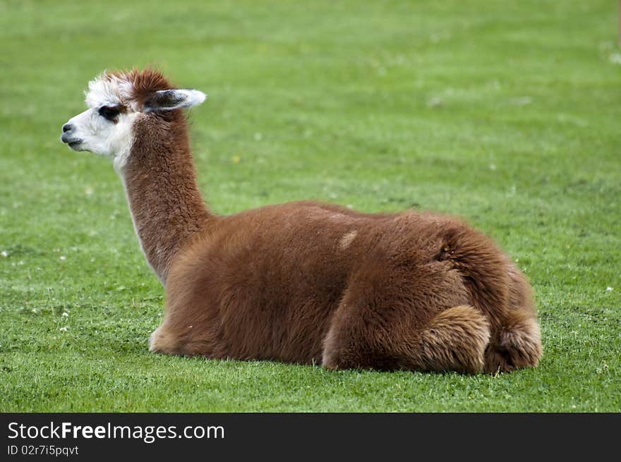 Alpaca