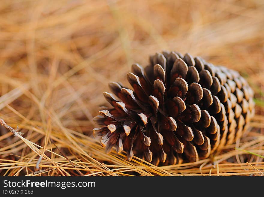 Pine cone