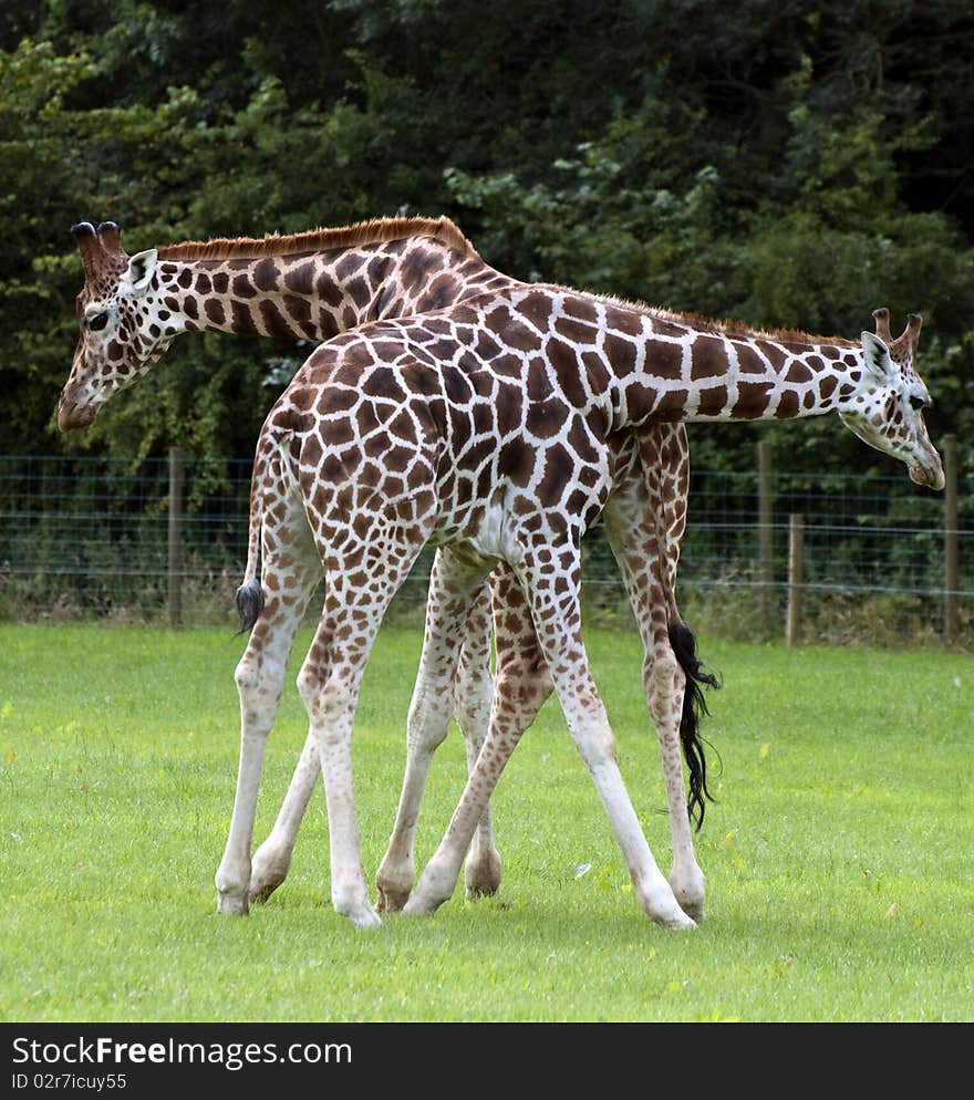 Giraffes