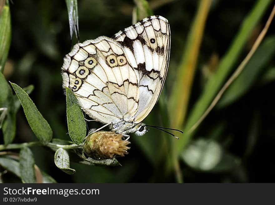 A beautiful Butterfly sitting on a dry flower