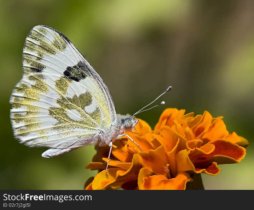 A beautiful Butterfly sitting on a orange flower