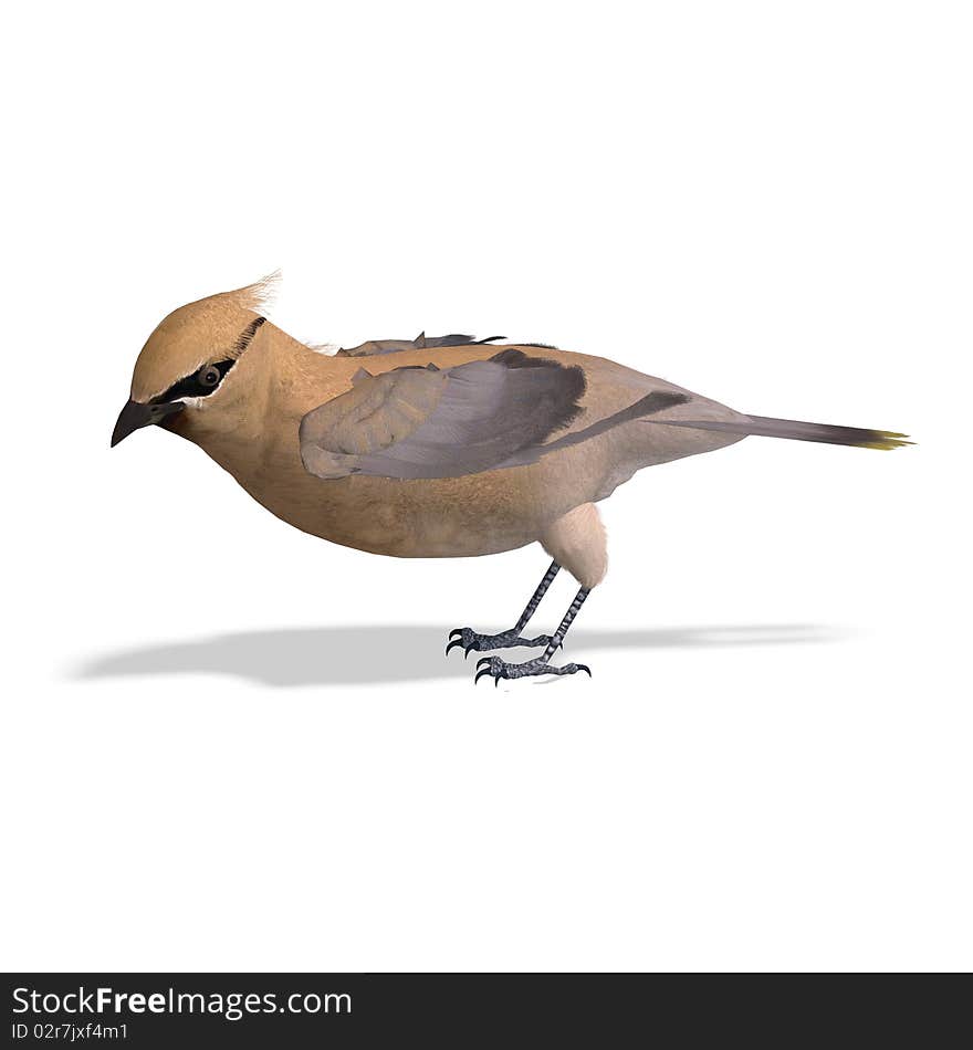 Cedar Waxwing. 3D rendering with clipping path and shadow over white