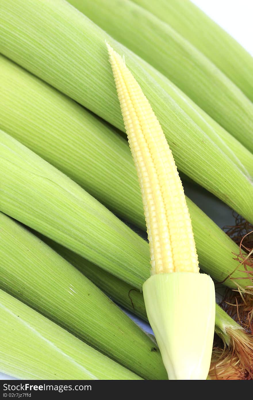 Baby corn cobs isolated