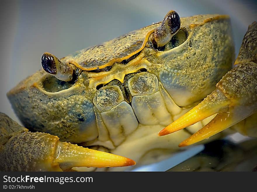 Portrait shot of a crab in studio