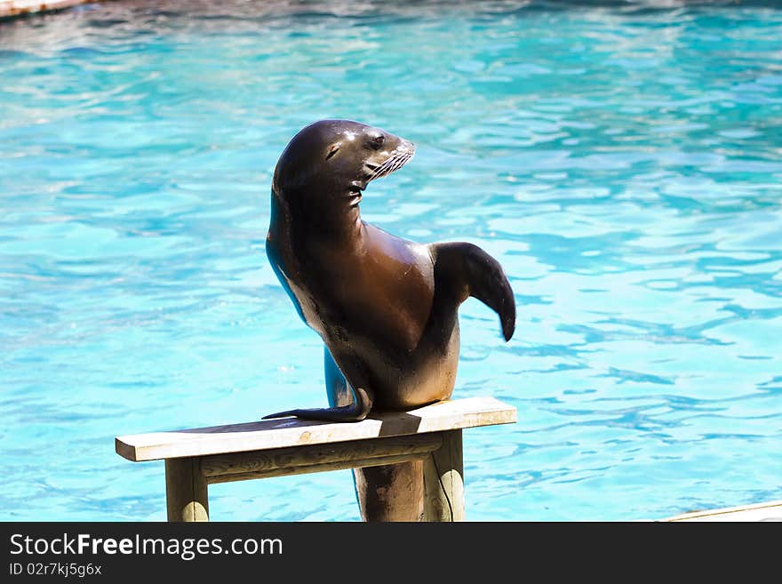 Beautiful Sea Lion