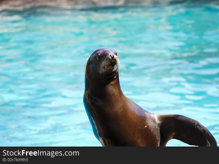 Beautiful Sea Lion