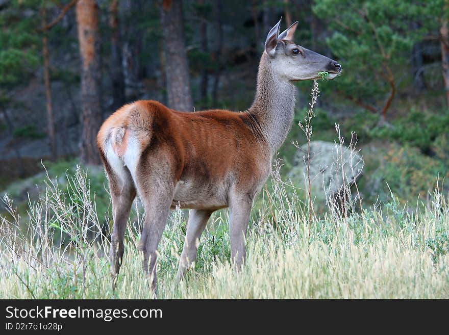 Young deer with brown grass in his mouth on the background of defocused forest. Young deer with brown grass in his mouth on the background of defocused forest