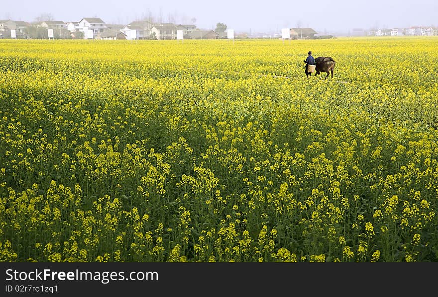 Canola field