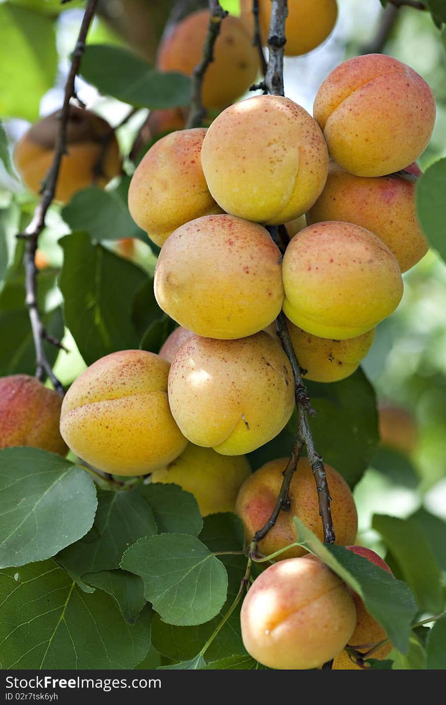 Fresh Ripe Apricots