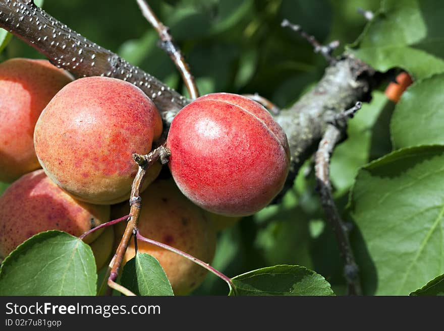 Fresh ripe apricots