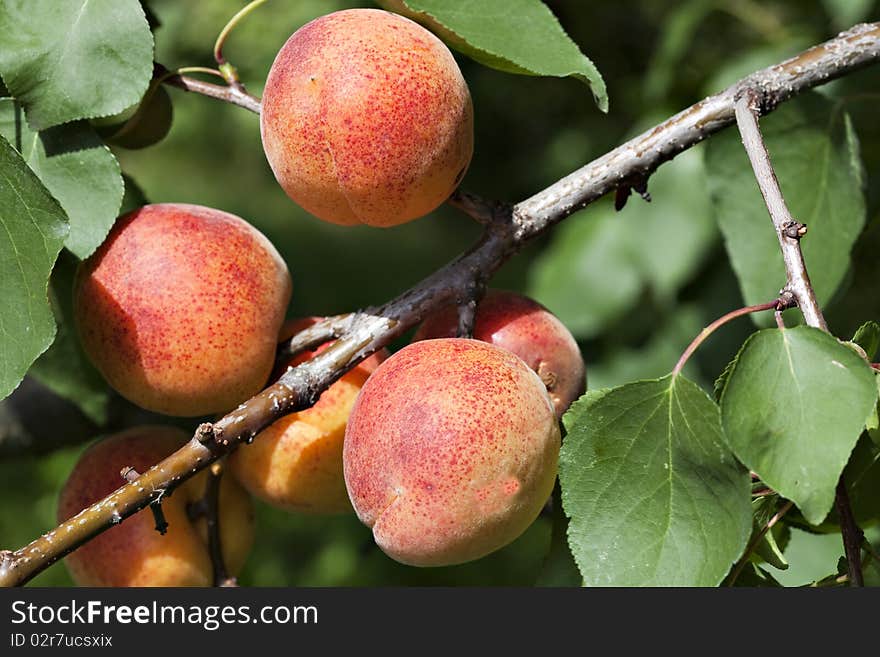 Fresh ripe apricots