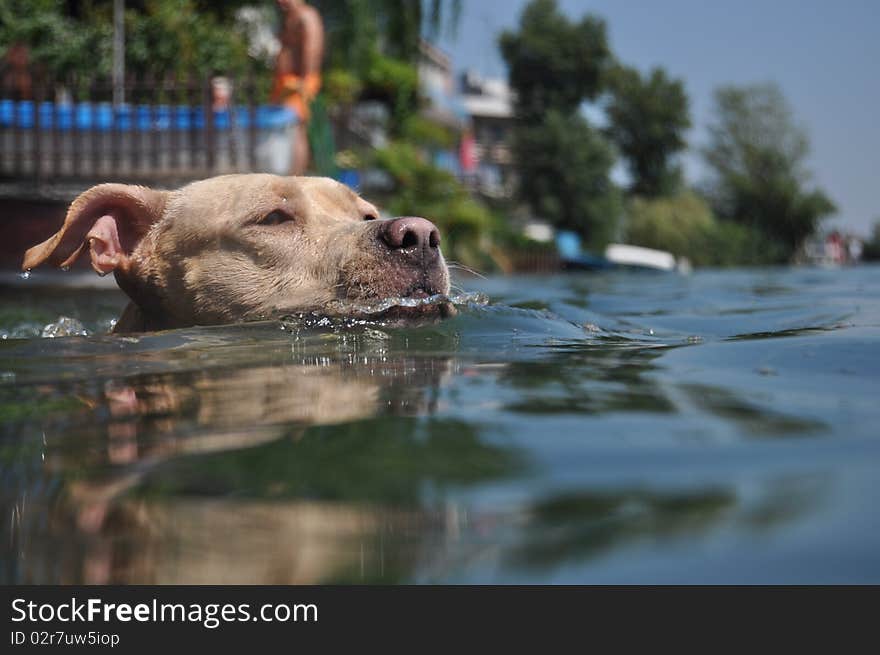 Swimming Dog