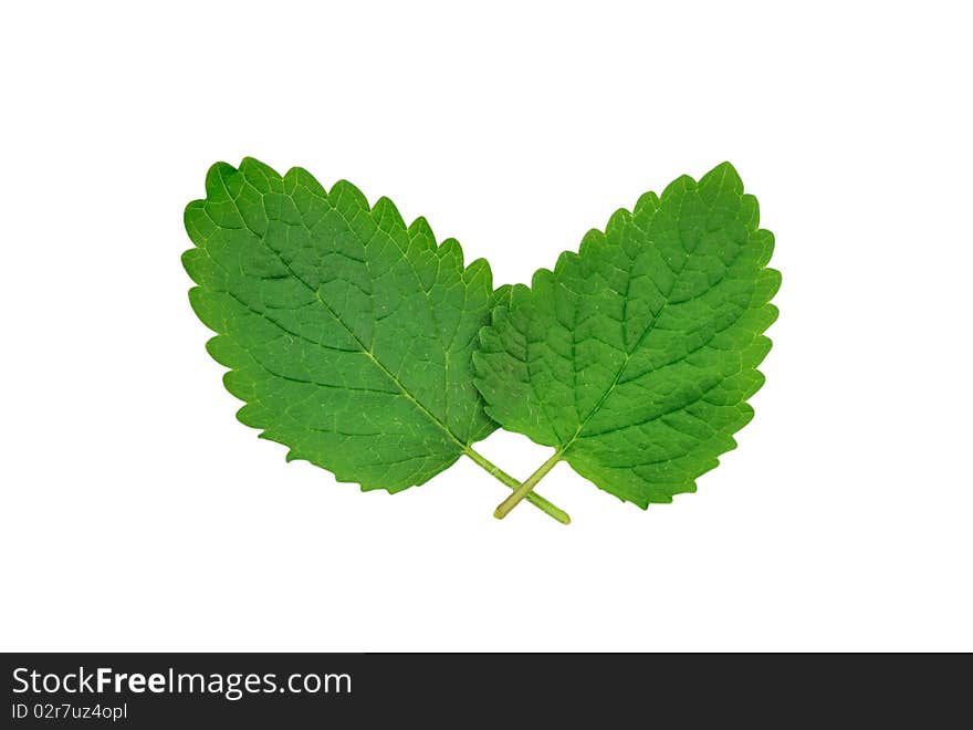 The lemon balm leaf isolated on white background. The lemon balm leaf isolated on white background