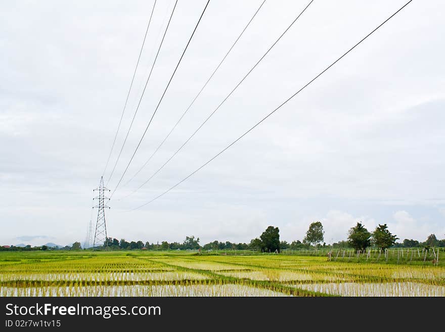 Rice field