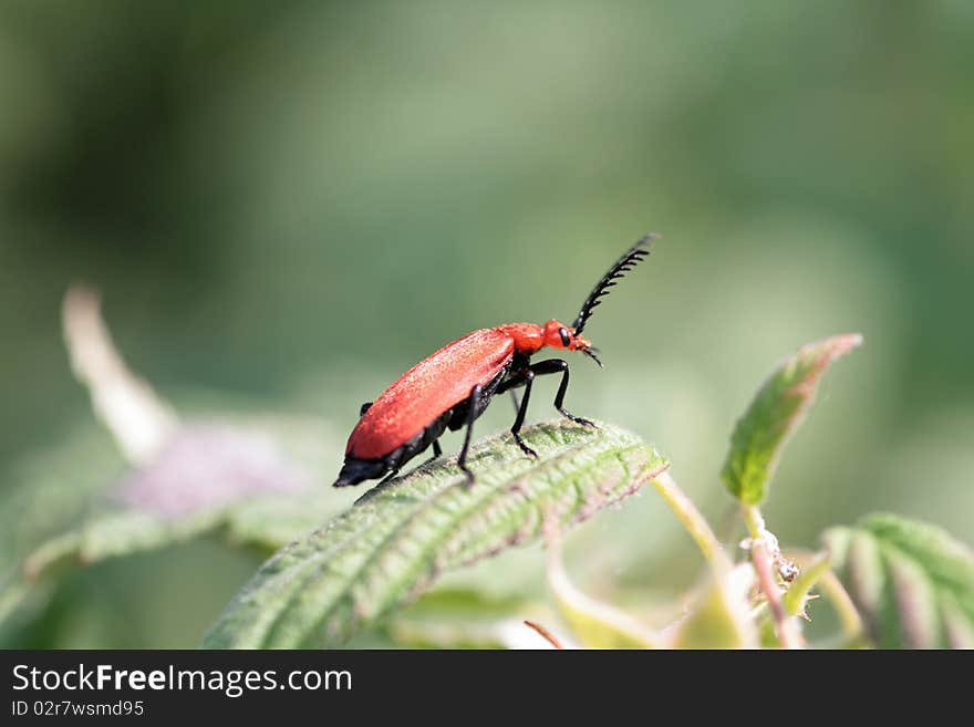 Cardinal Beetle (Pyrochroa Coccinea)