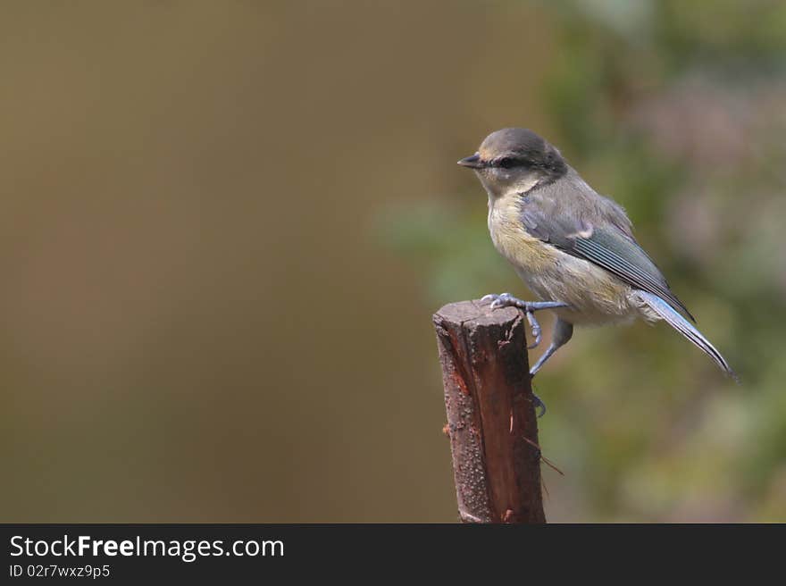 Blue Tit  (Parus caeruleus)