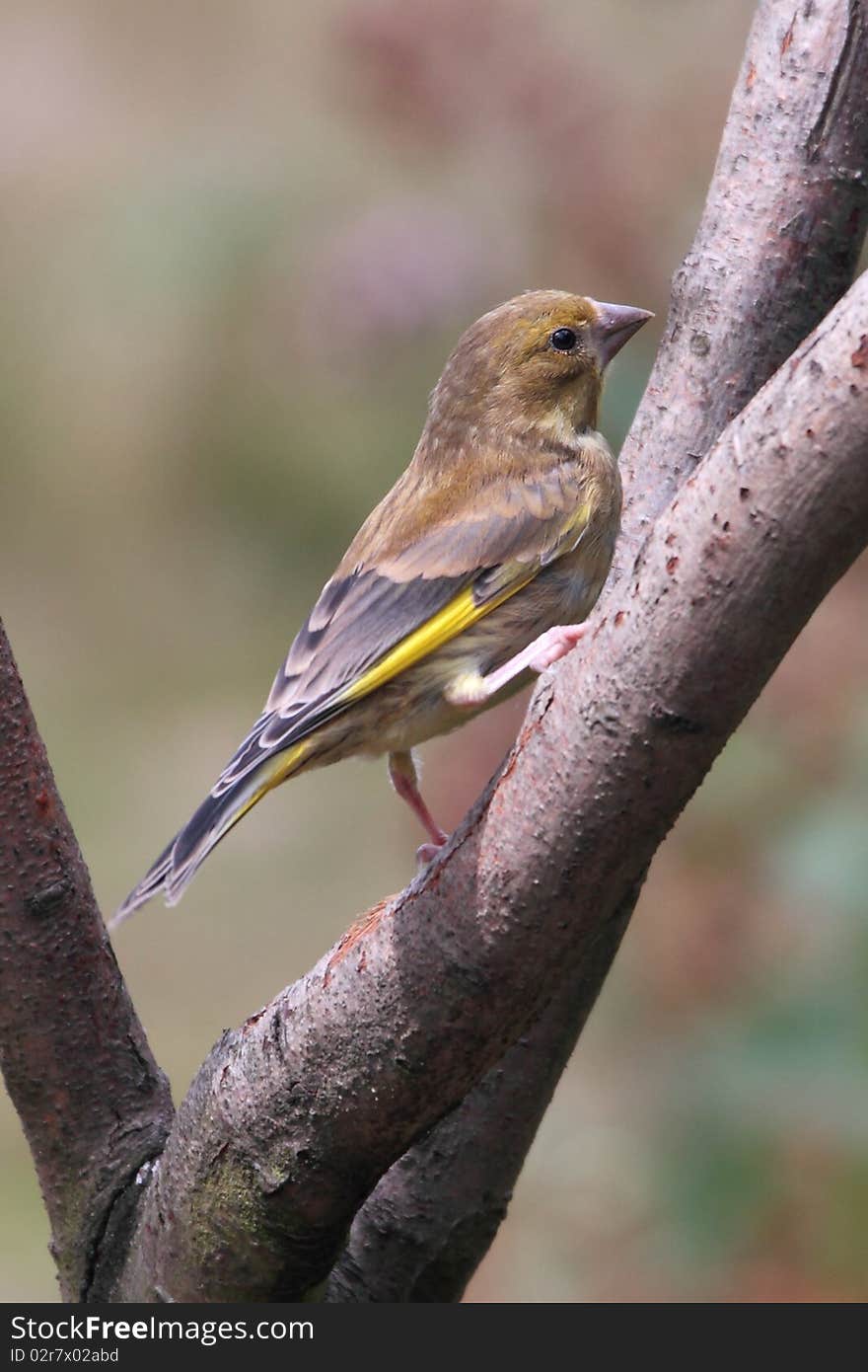 Juvenile Goldfinch perched on a branch