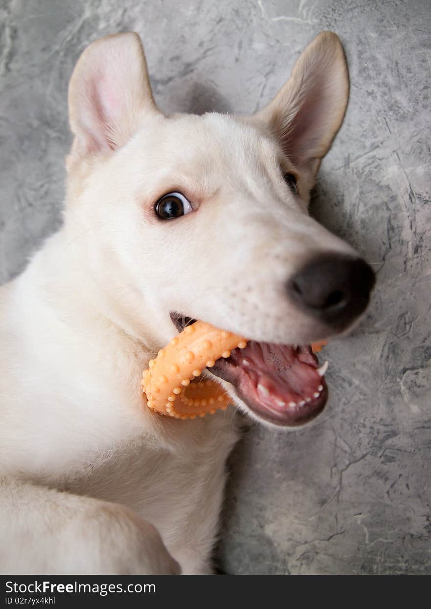 Portrait of labrador retriever. dog and rubber toy. Portrait of labrador retriever. dog and rubber toy