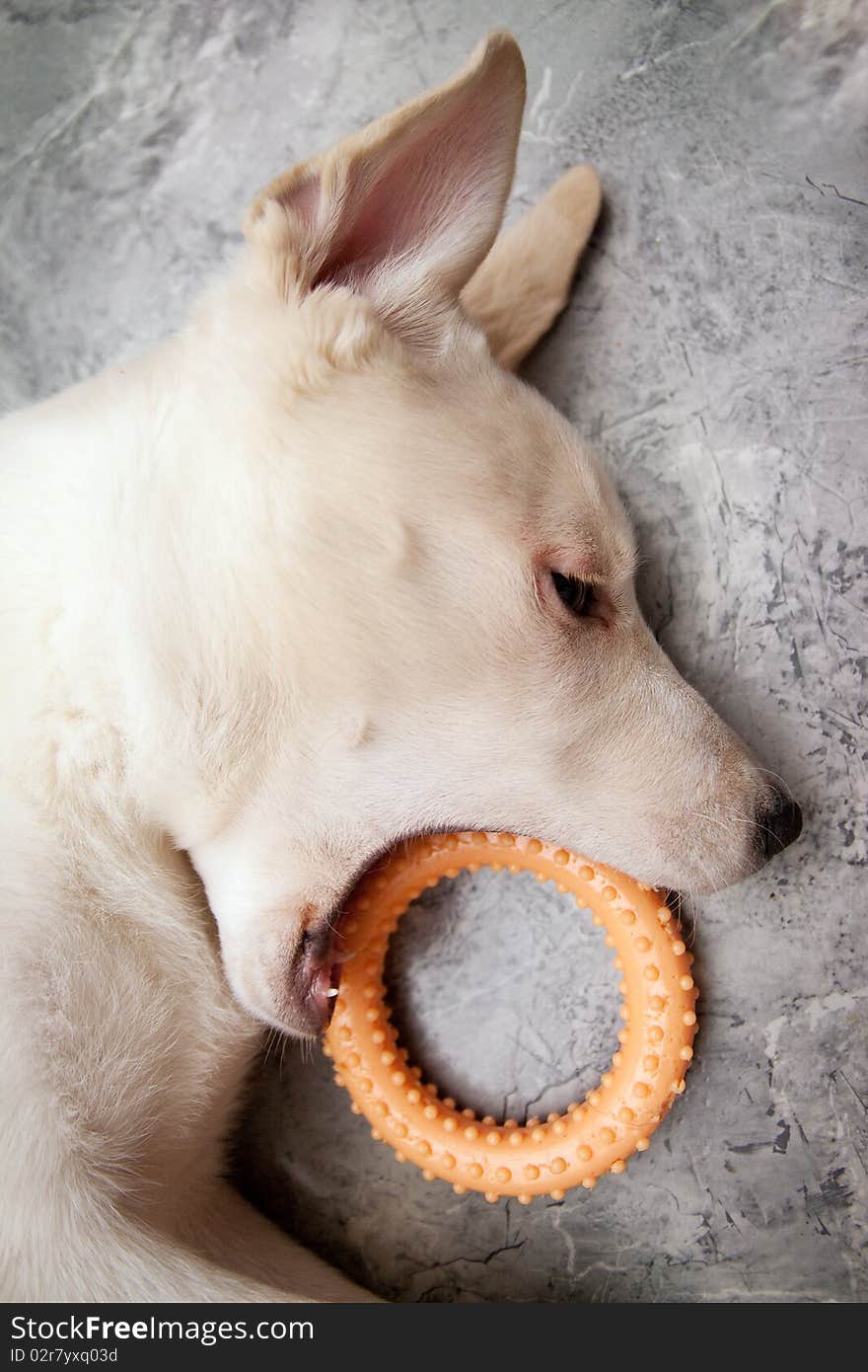 Portrait of labrador retriever. dog and rubber toy. Portrait of labrador retriever. dog and rubber toy