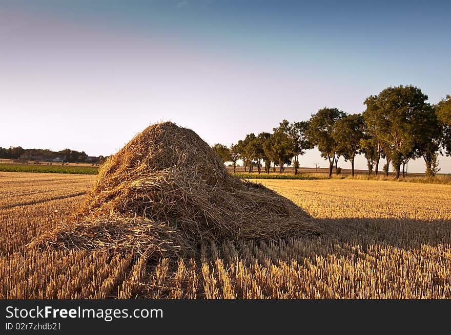 View of the field after autumn harvest. View of the field after autumn harvest