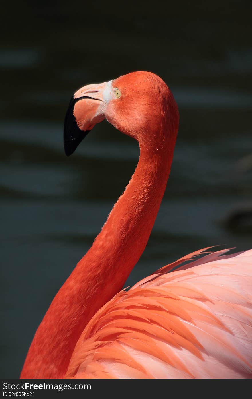 Flamingo