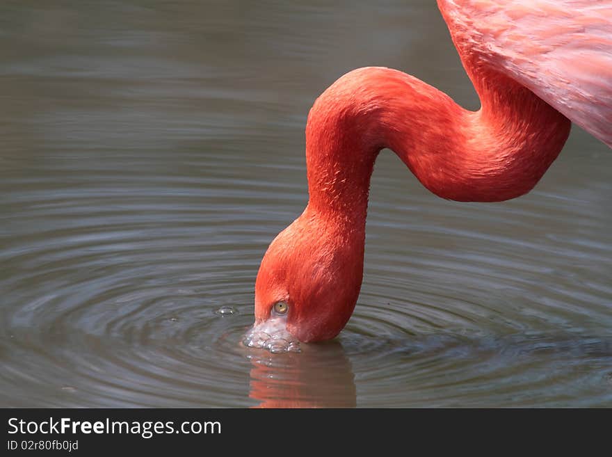 Flamingo Drinking