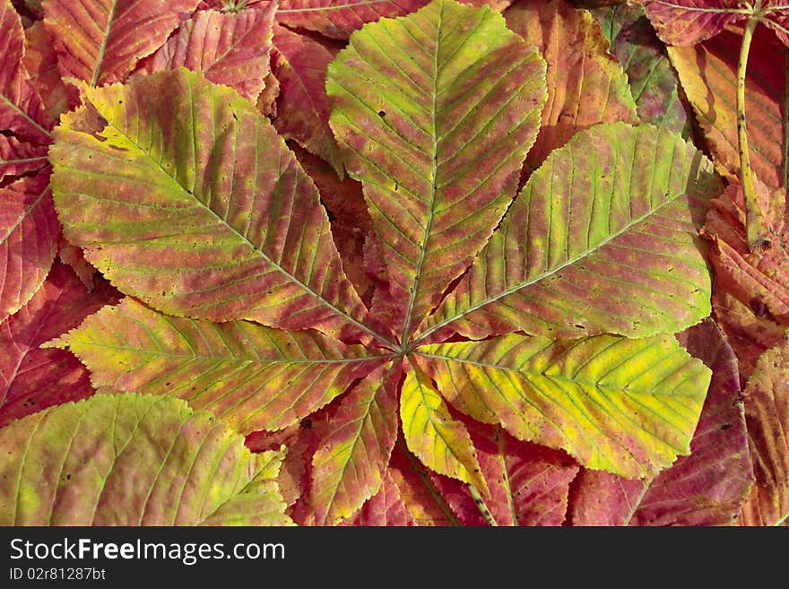 Autumn leaves on grass lawn closeup