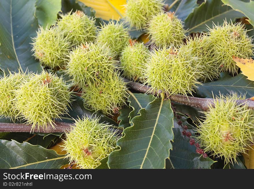 Chestnuts pods and autumn leaves