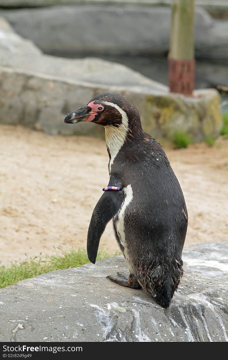 Penguin