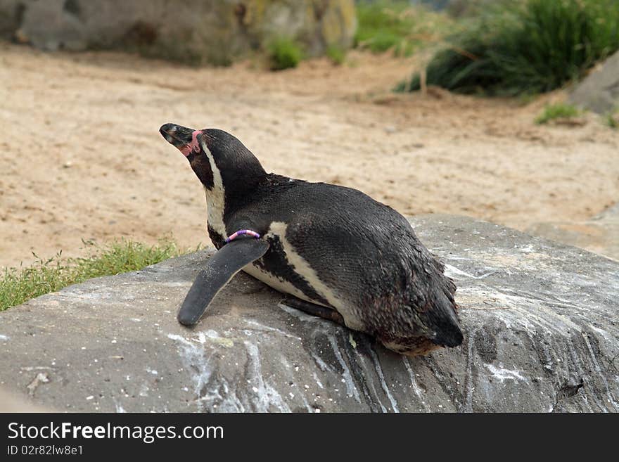 Penguin Laying Down