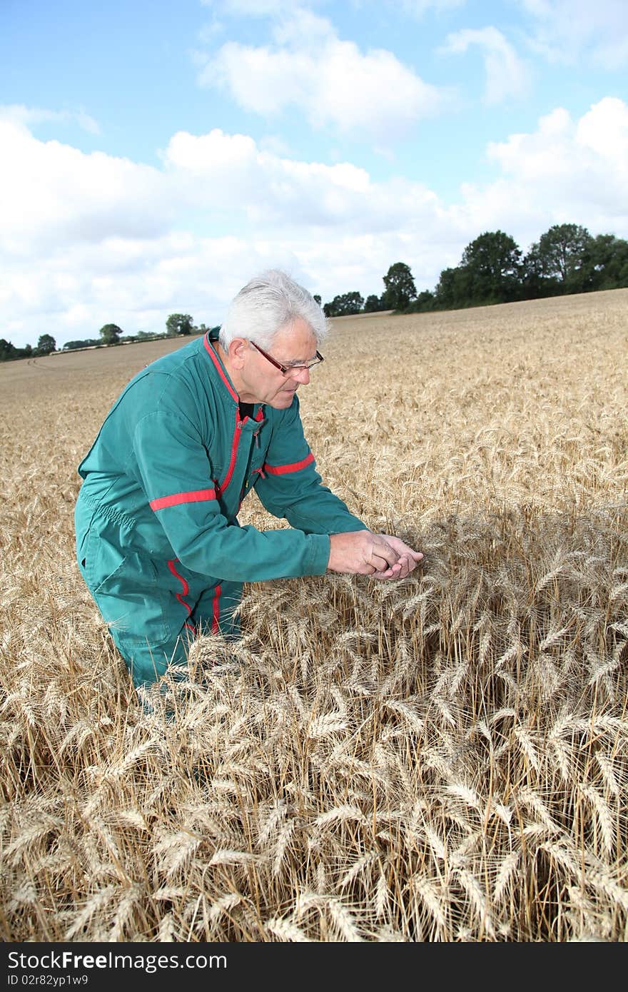 Farmer in wheat field