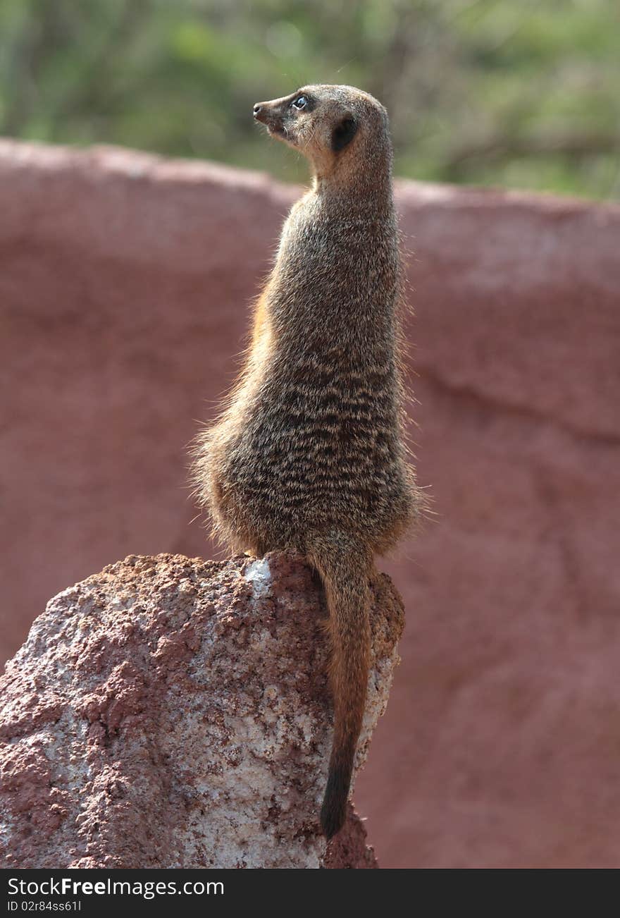 Meerkat on the look out