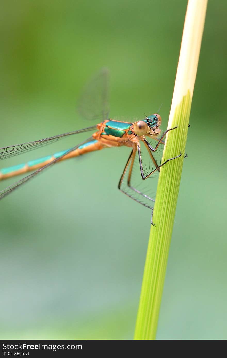 Emerald Damselfly (Lestes sponsa ) close up