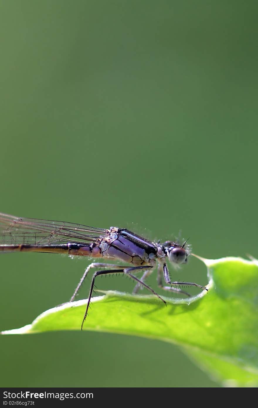 Damselfly perched on a leaf