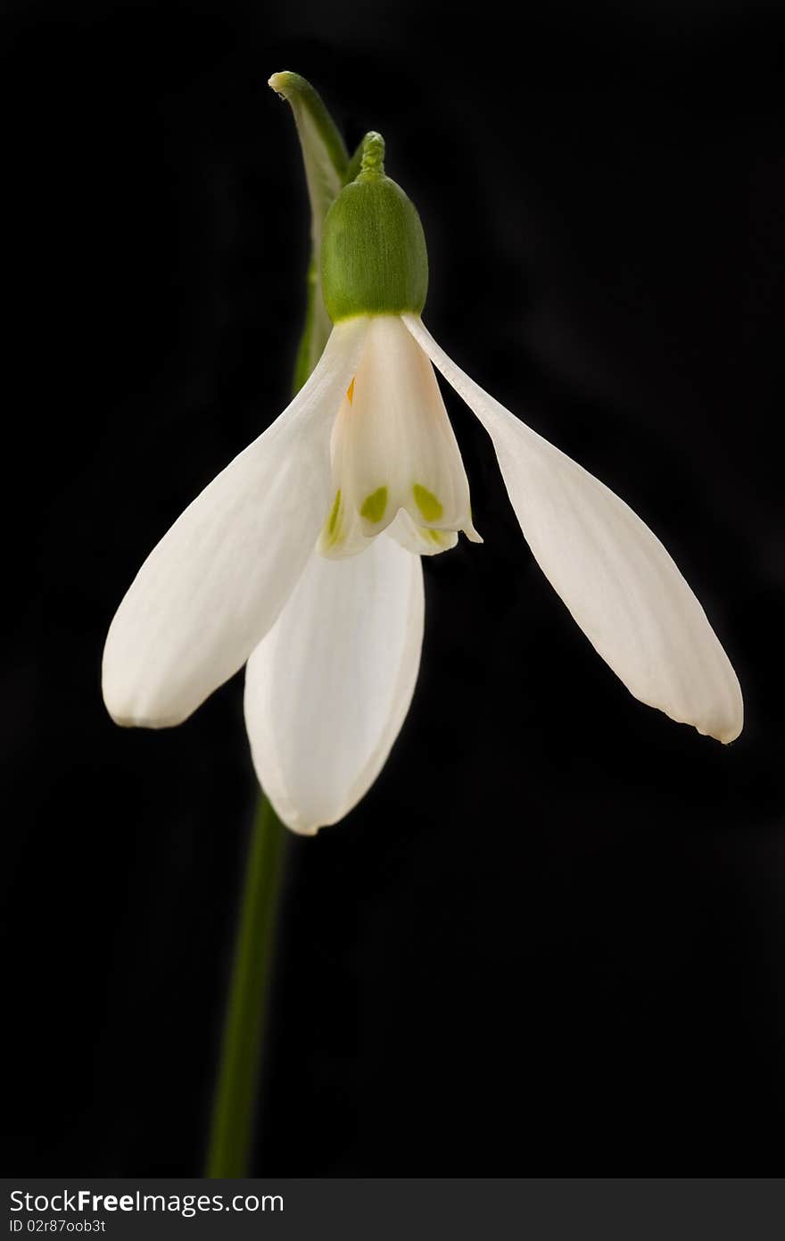 Snowdrop