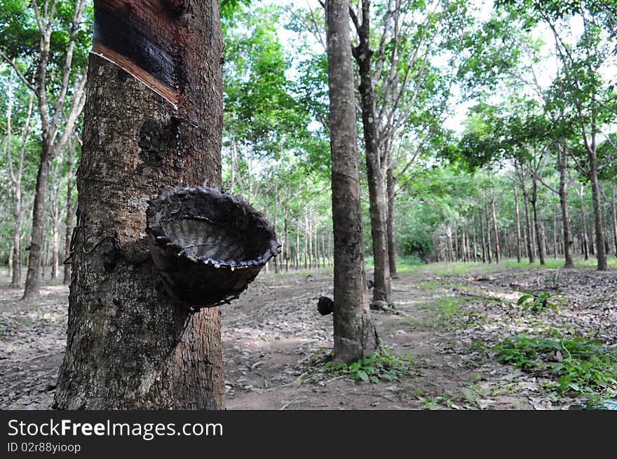 Rubber tree garden in thailand