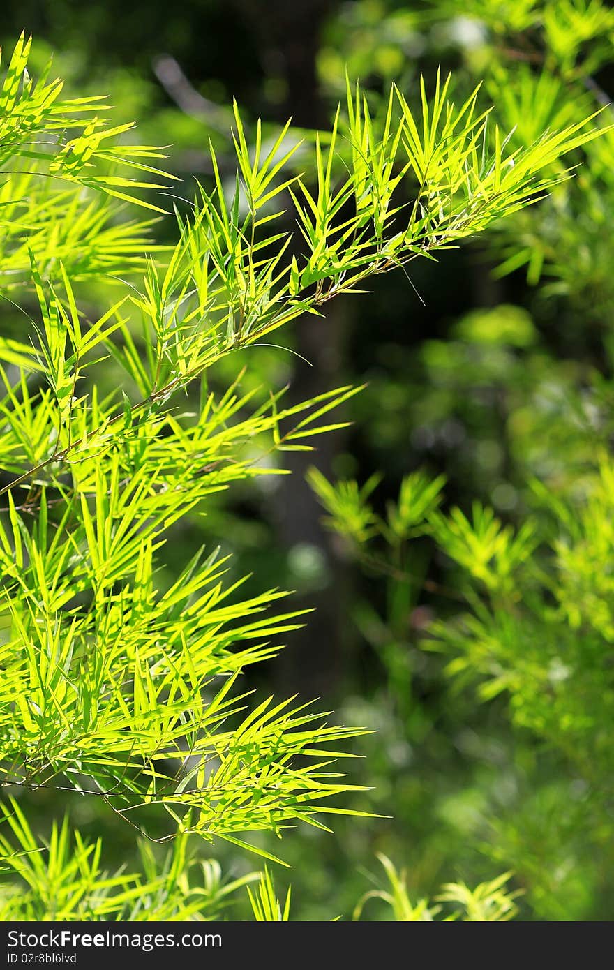 Green bamboo leaf