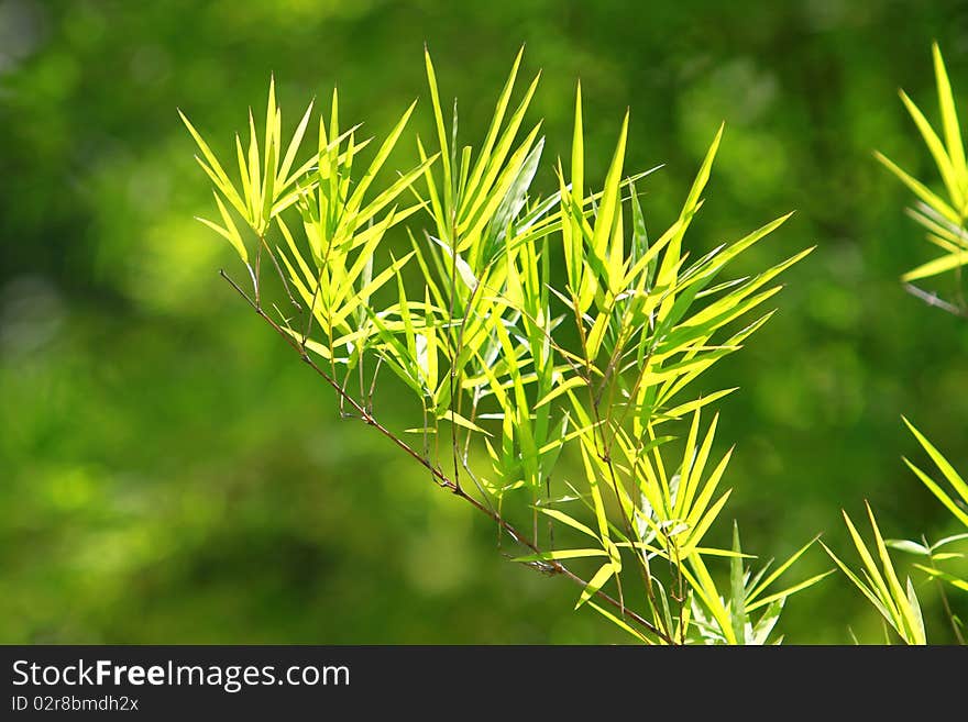 Green bamboo leaf