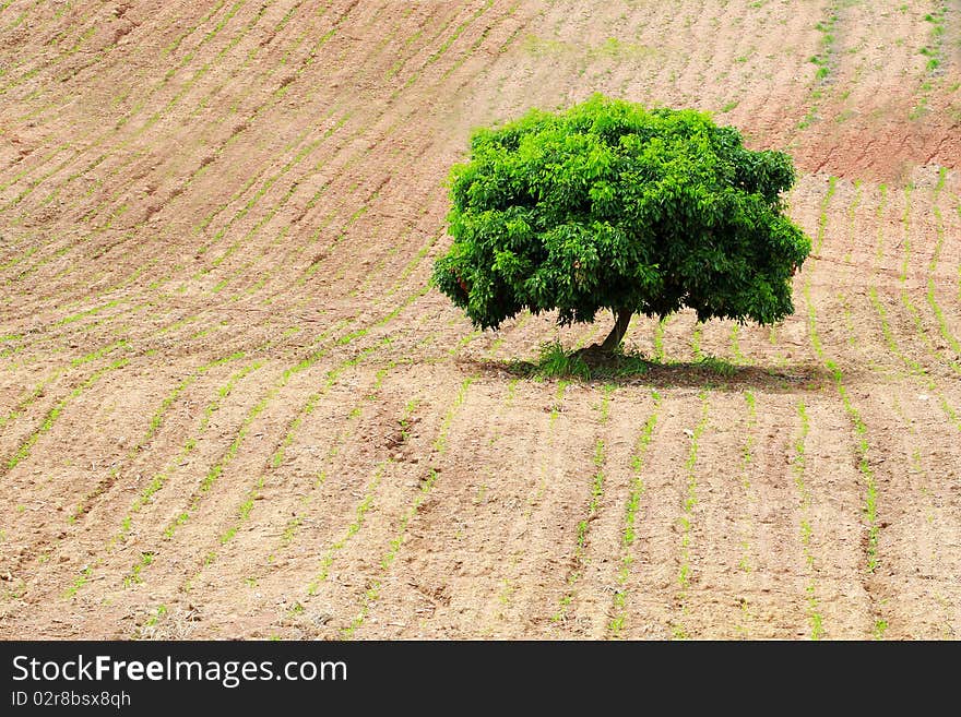 Alone tree on autumn yellow field