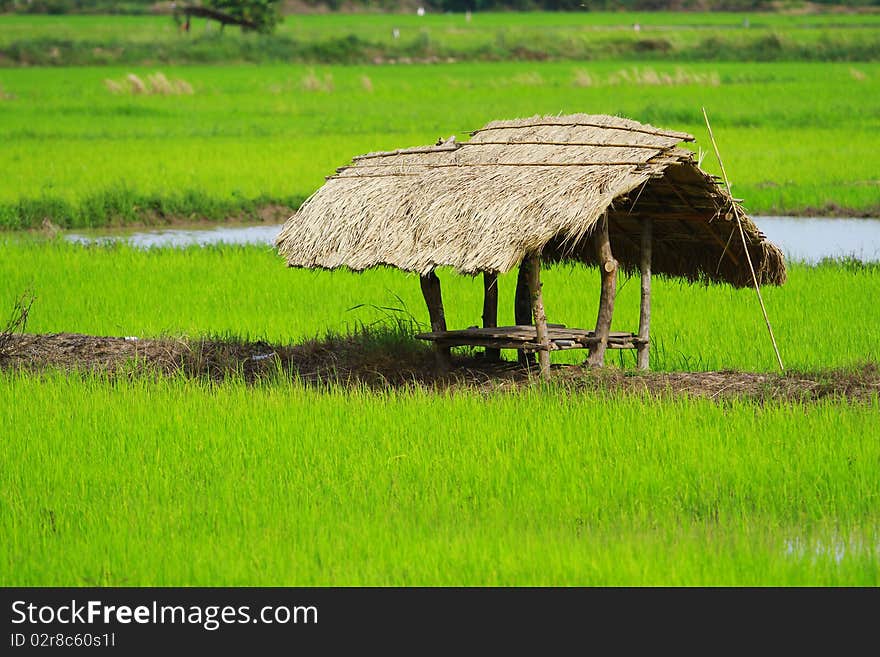 Grass Hut in a Rice Field