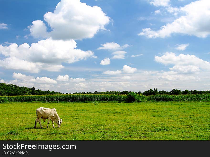 Herd of cows grazing