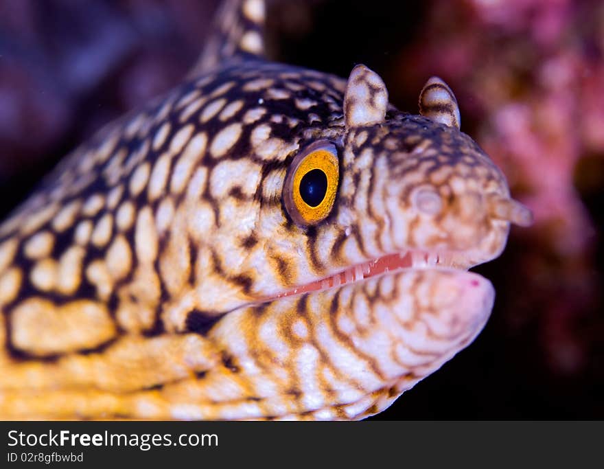 Close-up of white-spotted moray (Muraena melanotis)