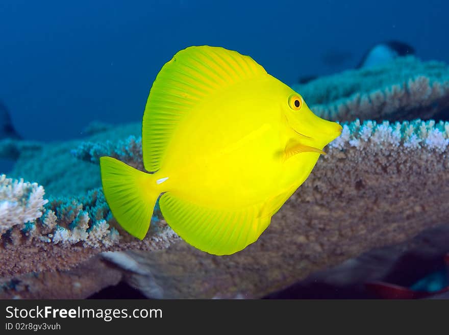 A beautiful yellow tang on a coral reef in Hawaii. A beautiful yellow tang on a coral reef in Hawaii.