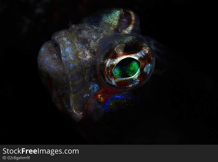 A small goby hiding in it's hole. A small goby hiding in it's hole