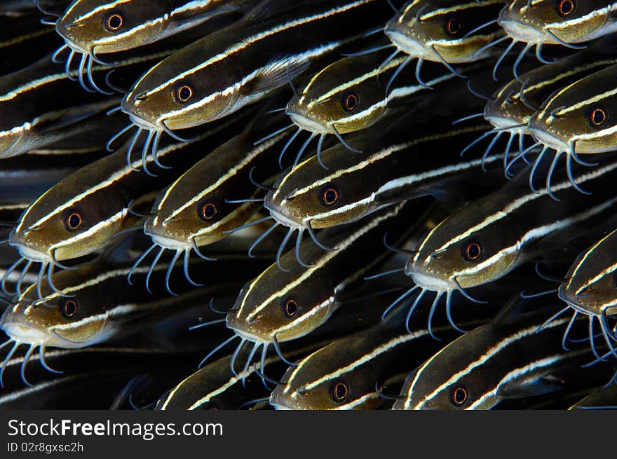 School of catfish in Bali, Indonesia. School of catfish in Bali, Indonesia