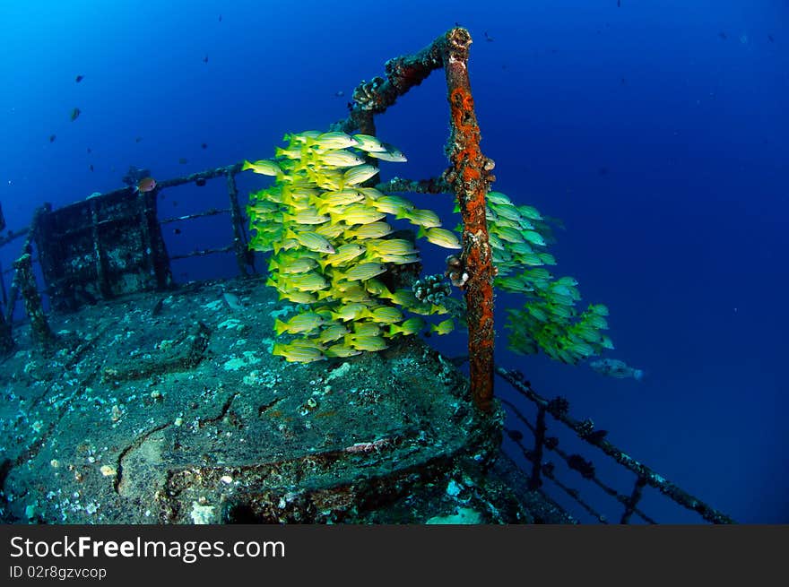 A school of yellow-strip snappers (Lutjanus kasmira) in a shipwreck in Hawaii